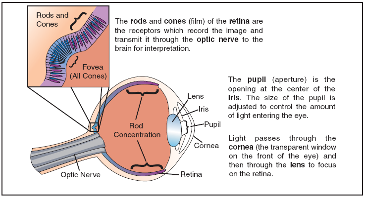 How Eyes Work