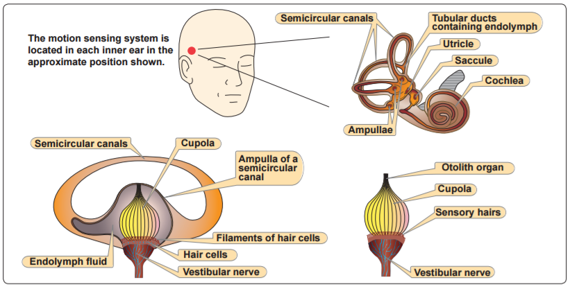 Vestibular System